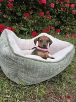 Camila , a female Dachshund for sale in Santa Ana, CA – Photo 4 of 4