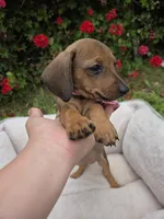 Camila , a female Dachshund for sale in Santa Ana, CA – Photo 2 of 4