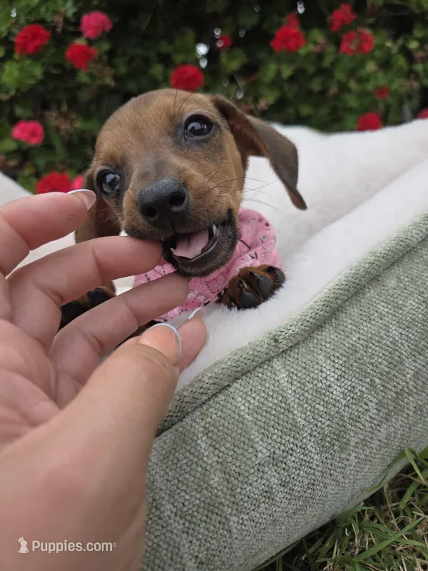Camila  – Dachshund puppy for sale in Santa Ana, CA