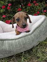 Camila , a female Dachshund for sale in Santa Ana, CA – Photo 3 of 4