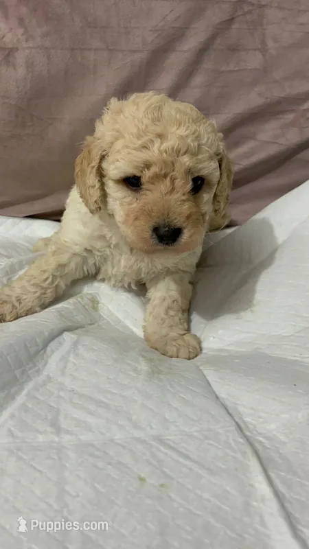 Prince – Maltipoo puppy for sale in Santa Ana, CA