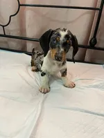 Cysco , a male Dachshund for sale in Santa Ana, CA – 3 of 4