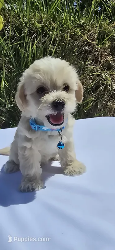 Teddy – Maltipoo, Yorkshire Terrier puppy for sale in Santa Ana, CA