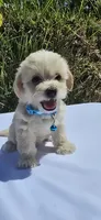 Teddy, a male Maltipoo and Yorkshire Terrier for sale in Santa Ana, CA – 1 of 5
