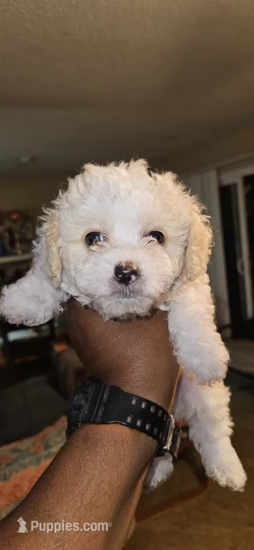 Mochi – Maltipoo puppy for sale in Santa Ana, CA