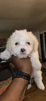 Mochi, a male Maltipoo for sale in Santa Ana, CA – 1 of 2