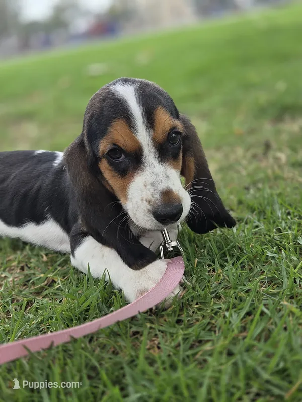 Lady  – Basset Hound puppy for sale in Santa Ana, CA