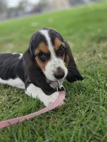 Lady , a female Basset Hound for sale in Santa Ana, CA – 1 of 5