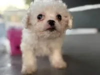 Baby lea, a female Maltipoo for sale in Santa Ana, CA – 2 of 3