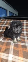 Teddy, a male Maltipoo and Chihuahua for sale in Santa Ana, CA – Photo 2 of 4