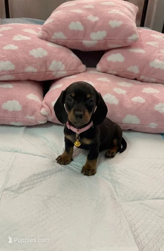 Joey – Miniature Dachshund puppy for sale in Santa Ana, CA