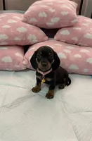 Joey, a male Miniature Dachshund for sale in Santa Ana, CA – 1 of 1