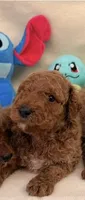 Sasha, a female Poodle - Toy  for sale in Santa Ana, CA – 2 of 2