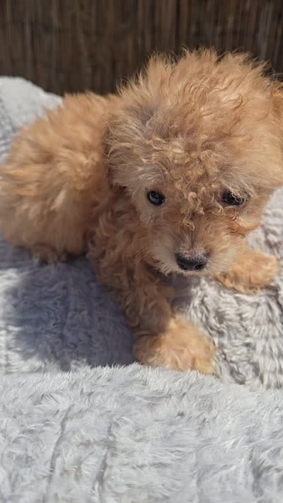 Mikey , a male Maltipoo and Chihuahua for sale in Santa Ana, CA – 6 of 6