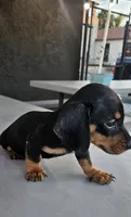 Joey mini, a male Miniature Dachshund for sale in Santa Ana, CA – 4 of 5