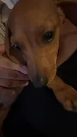 Laddy, a male Dachshund for sale in Santa Ana, CA – 2 of 4