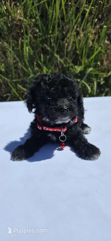 Shadow – Maltipoo puppy for sale in Santa Ana, CA
