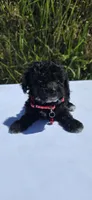Shadow, a male Maltipoo for sale in Santa Ana, CA – 1 of 3