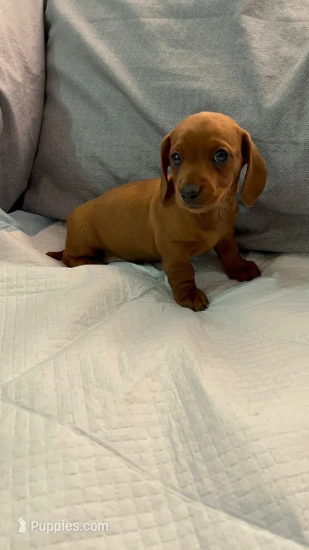 Honey – Miniature Dachshund puppy for sale in Santa Ana, CA
