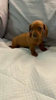Honey, a female Miniature Dachshund for sale in Santa Ana, CA – 1 of 4