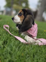 Lady , a female Basset Hound for sale in Santa Ana, CA – 2 of 5