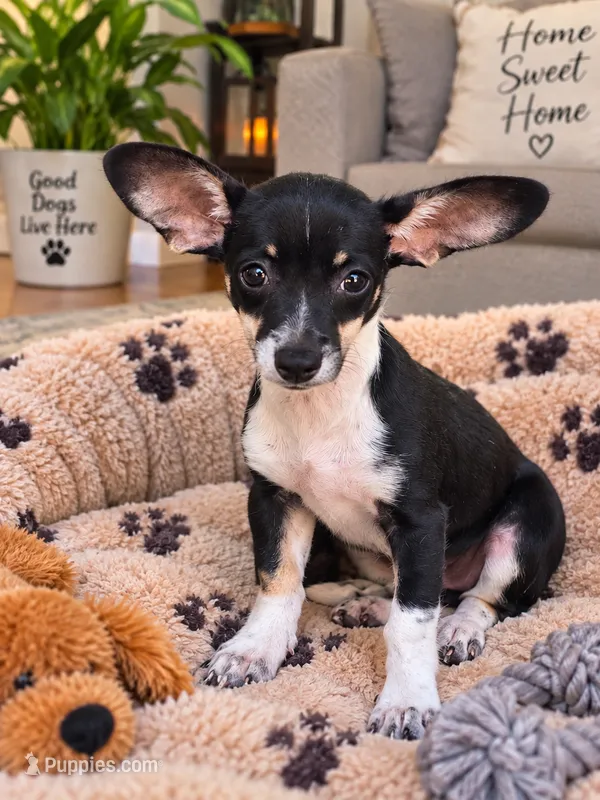 Lady – Chihuahua puppy for sale in Santa Ana, CA