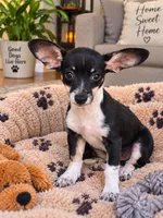 Lady, a female Chihuahua for sale in Santa Ana, CA – 1 of 2