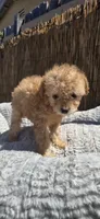 Mikey , a male Maltipoo and Chihuahua for sale in Santa Ana, CA – 5 of 6