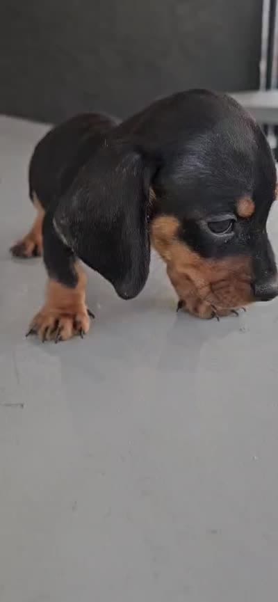 Joey mini, a male Miniature Dachshund for sale in Santa Ana, CA – 5 of 5
