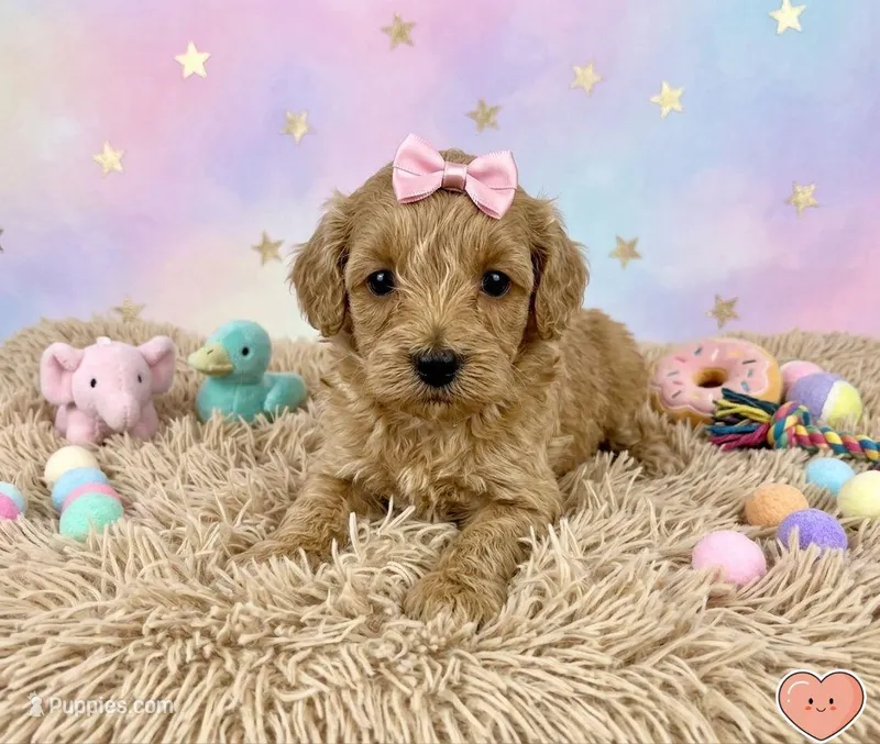 Rose – Maltipoo puppy for sale in Santa Ana, CA