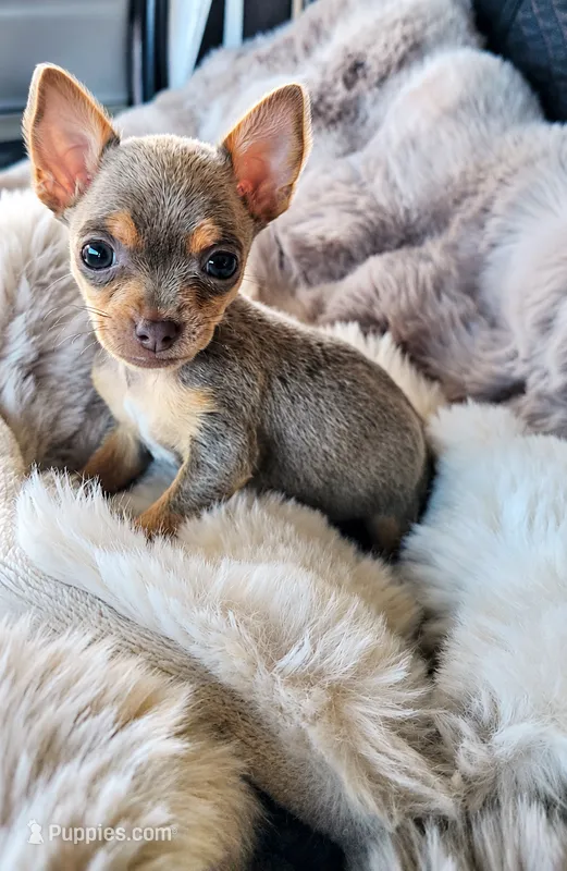 Lilac king – Chihuahua puppy for sale in Santa Ana, CA