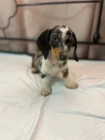 Cysco , a male Dachshund for sale in Santa Ana, CA – 2 of 4