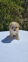 Sasha, a female Maltipoo for sale in Santa Ana, CA – 3 of 3