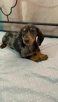 Champ, a male Dachshund for sale in Santa Ana, CA – 3 of 6