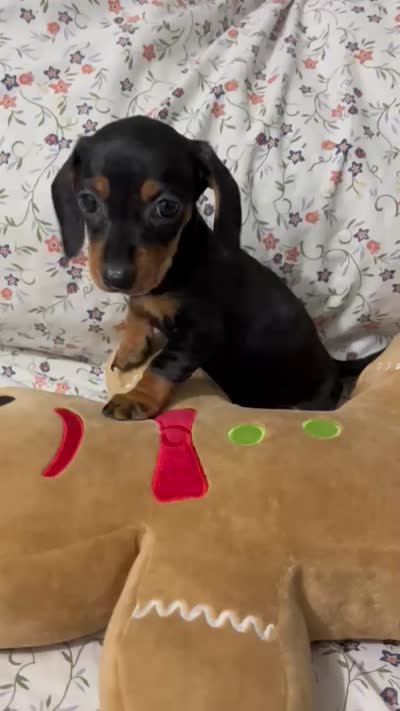 Mimi, a female Miniature Dachshund for sale in Santa Ana, CA – 3 of 3