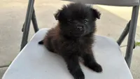 TEA cup Pantera, a female Pomeranian for sale in Santa Ana, CA – Photo 1 of 3