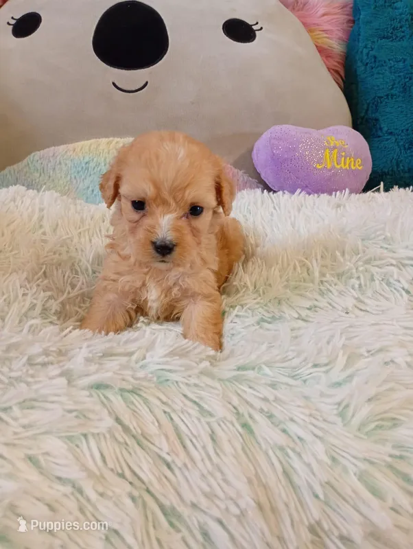 Ruby – Maltipoo puppy for sale in Santa Ana, CA