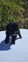 Shadow, a male Maltipoo for sale in Santa Ana, CA – 2 of 3