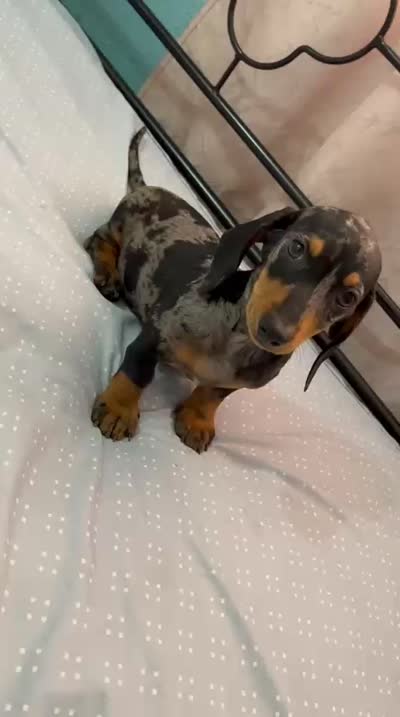 Champ, a male Dachshund for sale in Santa Ana, CA – 6 of 6