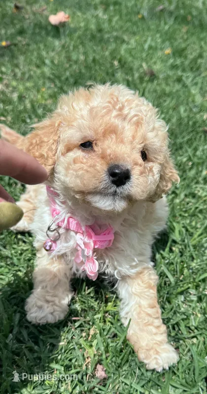 Baby  – Maltipoo puppy for sale in Santa Ana, CA