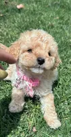 Baby , a female Maltipoo for sale in Santa Ana, CA – 1 of 6
