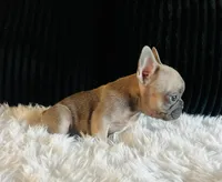 Honey , a female French Bulldog for sale in Santa Ana, CA – 2 of 2