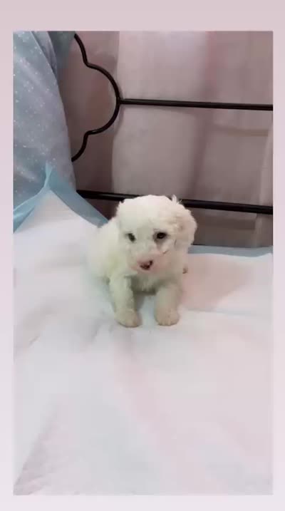 Mimi , a female Maltipoo for sale in Santa Ana, CA – 4 of 4