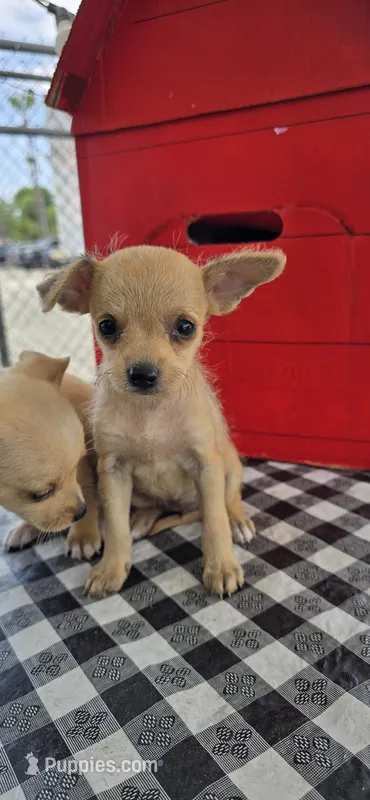 Lila  – Chihuahua puppy for sale in Santa Ana, CA