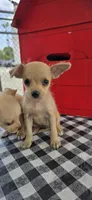 Lila , a female Chihuahua for sale in Santa Ana, CA – 1 of 5