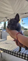 Nikki , a male French Bulldog for sale in Santa Ana, CA – 2 of 3