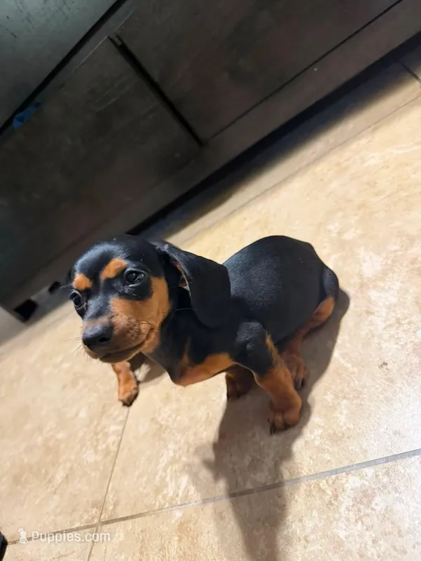 Rosy – Dachshund puppy for sale in Santa Ana, CA