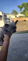 Nikki , a male French Bulldog for sale in Santa Ana, CA – 3 of 3
