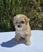 Sasha, a female Maltipoo for sale in Santa Ana, CA – 1 of 3