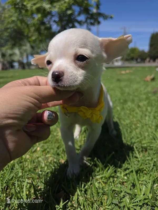 Mochie  – Chihuahua puppy for sale in Santa Ana, CA